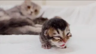 A baby kitten who musters up the courage to separate from its mother begins to meow loudly.