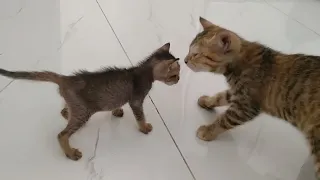 Feral Kittens Sniffing Rescue Orphan Kitten And Running Away From Him