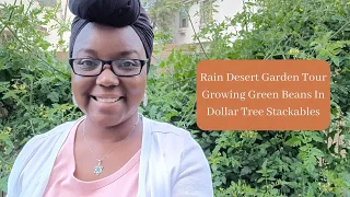 Rainy Desert Garden Tour - Growing Green Beans In Dollar Tree Stackables
