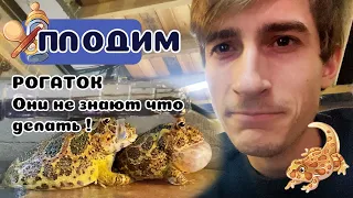 Рогатые лягушки запутались. Как им делать детей?