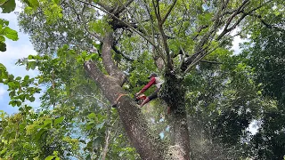 Husqvarna 3120xp & Stihl ms 881 !! Cut down 2 trembesi trees near the house.