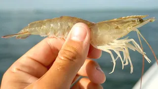 Fishing with Live Shrimp: Easiest Way to Catch Fish