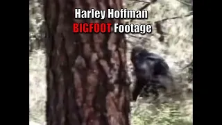 Harley Hoffman Bigfoot Footage (REAL)