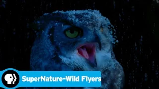 SUPERNATURE - WILD FLYERS | A Flying Squirrel's Greatest Threat | PBS