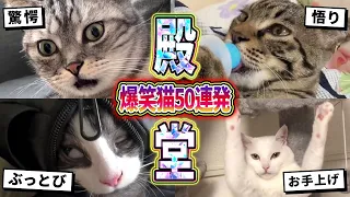 【2ch動物スレ殿堂入り猫編】ツッコミどころ満載なおもしろ猫動画50連発！Part6（鳴き声、しゃべる、子猫、かわいい）