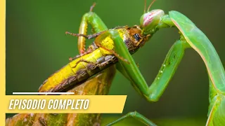 Asombrosos mundos animales e impresionantes paisajes | Episodio Completo