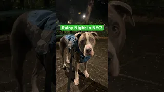 Rainy Night in New York City #cutedog #rain #doglover #pitbull #dogshorts #doglife #doglovers #nyc