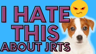 I Hate These Things About Jack Russell Terriers: You Should Know These Things First Before Hand