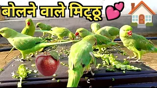 Parrot talking video|Parrot sound natural |Parrot Voice Natural| Amazing parrot talking@ParroTube