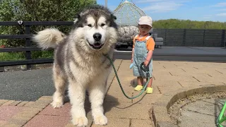 Baby Takes Giant Husky For A Walk, Jump, And Splash - They Are So Cute Together