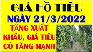 🛑Giá tiêu hôm nay 21/3: Xuất khẩu tăng mạnh, liệu giá tiêu tăng mạnh