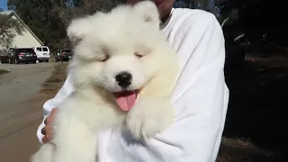 First 24 Hours of Samoyed Puppy #fypシ #trending #samoyed #dog #puppy #trend #fyp #funny #cute