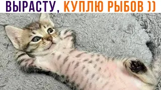 КОТИК РАЗМЕЧТАЛСЯ ))) Приколы с котами | Мемозг 1220