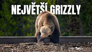 Příběh dvou nejznámějších medvědů grizzly (The Boss & Split Lip)