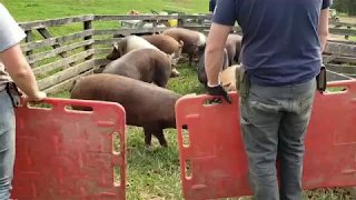 Loading 23 hogs in the field.