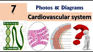 Practical Cardiovascular-Diagrams and photos