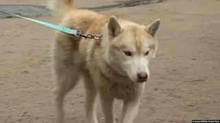 Pets Lost Or Abandoned During The War In Ukraine Find Shelter, New Homes