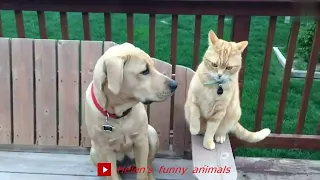 # 15 Full flight from these funny animals, hilarious video 👍👍👍😂🤣