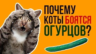 ПОЧЕМУ КОТЫ БОЯТСЯ ОГУРЦОВ