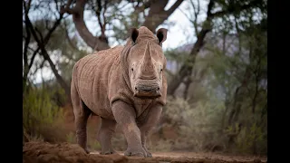 La vie autour d'un point d'eau - Namibie - Part V par Thomas Deschamps