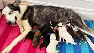 My Pregnant Husky Gave Birth to More Puppies While I Was Gone...