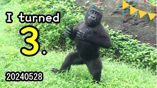 Gorilla Ringo happy chest beatings celebrated his 3rd birthday金剛猩猩Ringo頻拍胸慶祝3歲生日🎂 #gorila #台北市立動物園