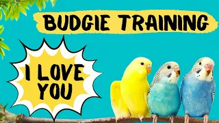 Teach your Budgie to say I LOVE YOU, Budgie Talking Training, How to teach a budgie to talk