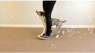 PUPPY TRICKS @ 12 Weeks!