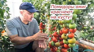 Все томаты на кусту быстро покраснеют- четыре совета, как это сделать.