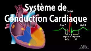 Le Système de Conduction Cardiaque et la Relation avec l'ECG, Animation