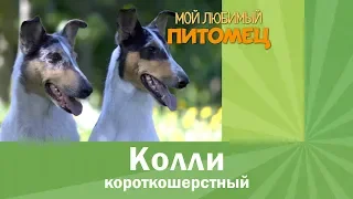 КОЛЛИ КОРОТКОШЕРСТНЫЙ: характер, содержание, отношение к детям, уход, плюсы и минусы породы