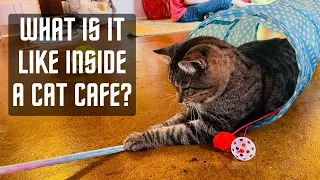 What Is It Like Inside a Cat Cafe? - Mac Tabby Cat Cafe - Concord, NC