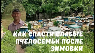 Как спасти слабые пчелосемьи после зимовки.