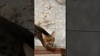 Согласен,что немного накосячил🐱