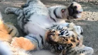 Фрося уже гуляет с малышами. Тигры. Тайган | Frosya is already walking with cubs. Tigers. Taigan