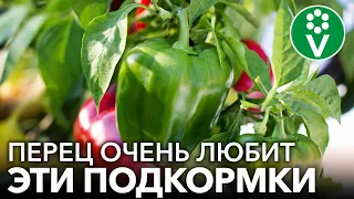 ГЛАВНЫЕ ПОДКОРМКИ ПЕРЦА ДЛЯ РОСТА И УРОЖАЯ! Чем подкормить перец, чтобы он рос крепким и урожайным?