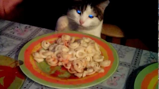 очень голодный кот ворует еду со стола(A very hungry cat steals food from the table).