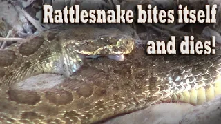 Rattlesnake bites itself and dies!  Snake hunting for poisonous venomous rattlers