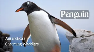 Penguin | Antarctica's Charming Waddlers