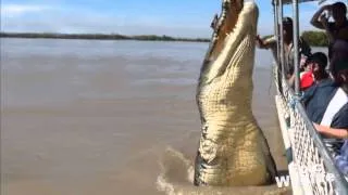 Giant One Armed Crocodile   Brutus   YouTubevia torchbrowser com