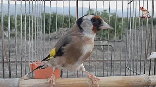 Stronger female, to equip and stimulate male goldfinch to mate