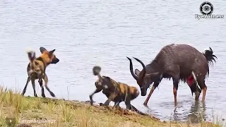 18 Wild Dogs Become The Prey And Becomes The Crocodile's Reluctant Meal