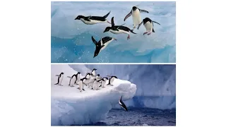 penquins are expert in diving swimming #youtubevideos #videos...