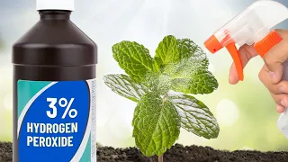 TOP 5 Benefits of Hydrogen Peroxide for Your Plants and Garden