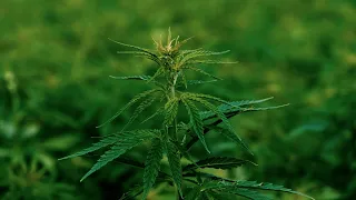 Cannabis-Teillegalisierung I Umfrage