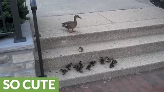 Ducklings accomplish grueling task of climbing stairs