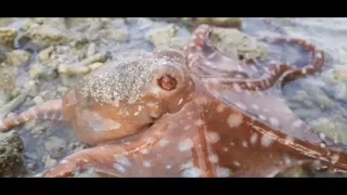 (Tabugok) Red octopus ( how to catch octopus ) pano mang huli ng pogita (tabugok)