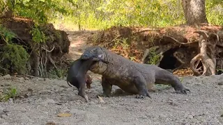 Komodo Dragon's Feast: Swallowing a Hog Whole! #komodo #komodoisland  #komodoindonesia