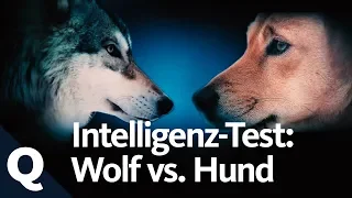 Experiment: IQ-Test mit Wolf und Hund | Quarks