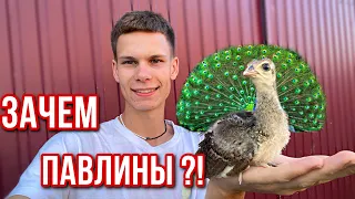 ПАВЛИНЫ в Хозяйстве ! Автоклав Малиновка 3 - Тушёнка-новая продукция ! На ферме Беда 😱